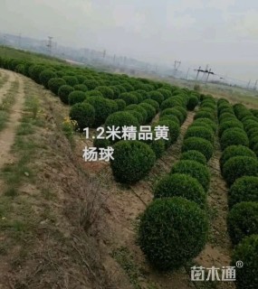 冠幅120厘米大叶黄杨球