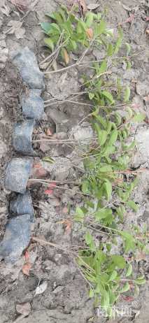 高度40厘米红叶石楠小苗