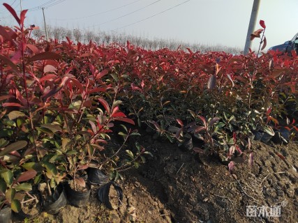 高度60厘米红叶石楠小苗