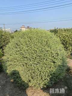 冠幅200厘米银姬小蜡球