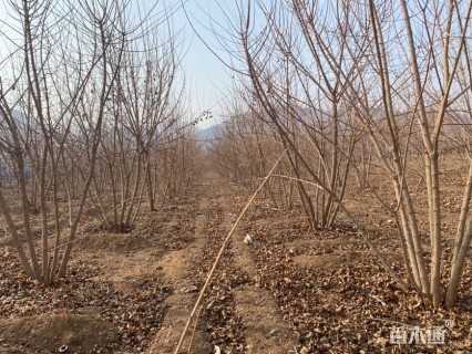 高度500厘米丛生元宝枫