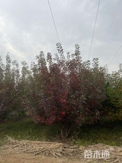高度400厘米丛生黄栌