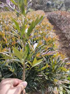 高度40厘米十大功劳