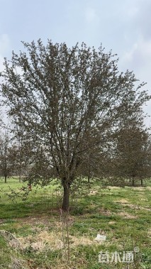 断根苗绚丽海棠