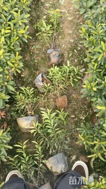 高度40厘米春鹃小苗