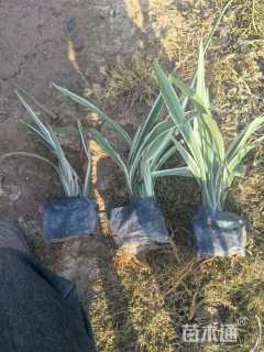 高度40厘米山管兰