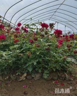 高度40厘米大花月季