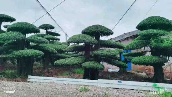 25公分造型对节白蜡