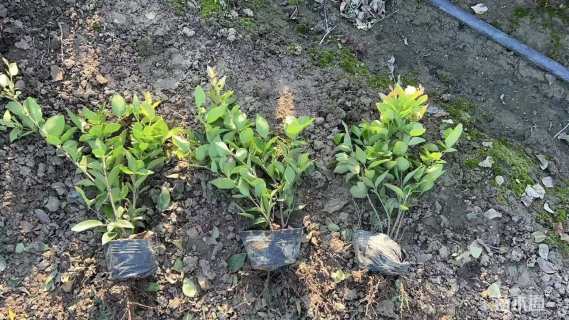 高度60厘米金森女贞