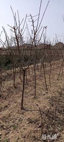 高度150厘米李子树