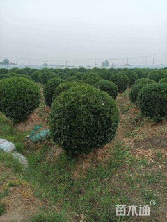 冠幅100厘米大叶黄杨球