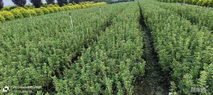 高度45厘米金边黄杨