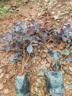 高度25厘米红花继木小苗