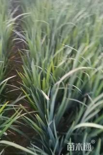 高度30厘米鸢尾