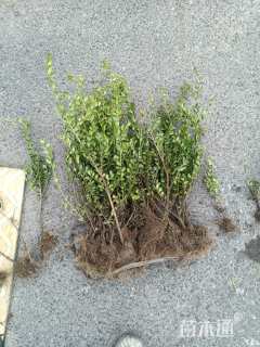 高度30厘米龟甲冬青小苗