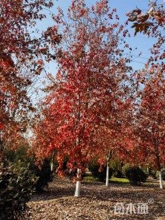 16公分美国红枫