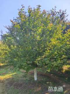 15公分北美海棠