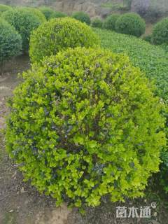 冠幅100厘米小叶女贞球