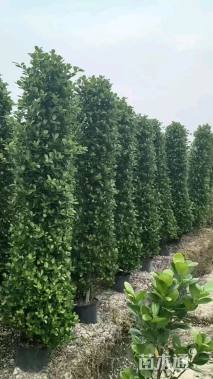 高度180厘米火山榕