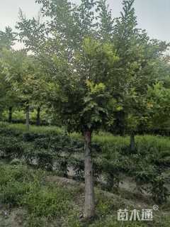 11公分矮接金枝槐