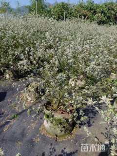 高度60厘米红花玉芙蓉