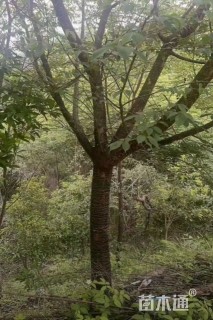 12公分福建山樱花