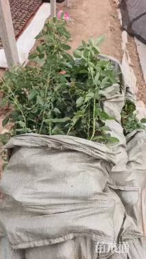 150厘米藤本月季