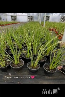 高度60厘米鸢尾