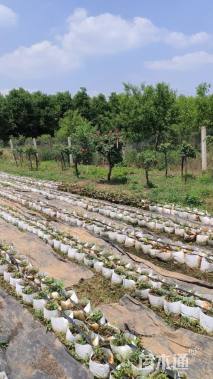 高度130厘米月季