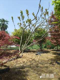 高度450厘米丛生紫薇