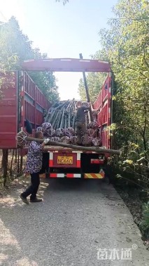 10公分光杆香樟