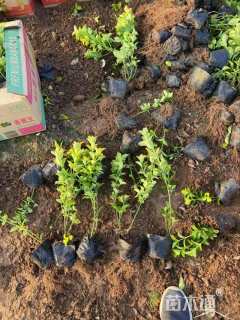 高度45厘米金冠黄杨