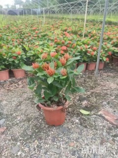 高度25厘米龙船花