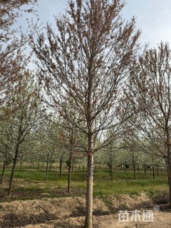 16公分美国红枫-红冠