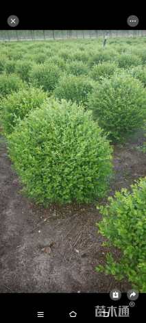 高度1厘米小叶女贞