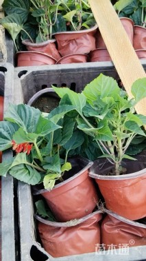 高度30厘米一串红