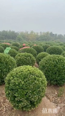 高度90厘米大叶黄杨