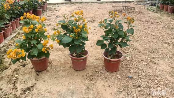 高度40厘米黄花三角梅盆苗