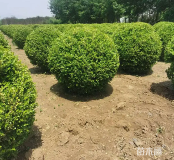 冠幅120厘米小叶黄杨球