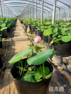 高度45厘米荷花