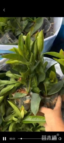 高度20厘米大叶龙船花