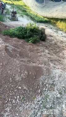 裸干高200厘米蒲葵