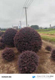 冠幅200厘米红花继木球