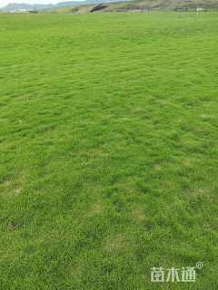 草卷状马尼拉草