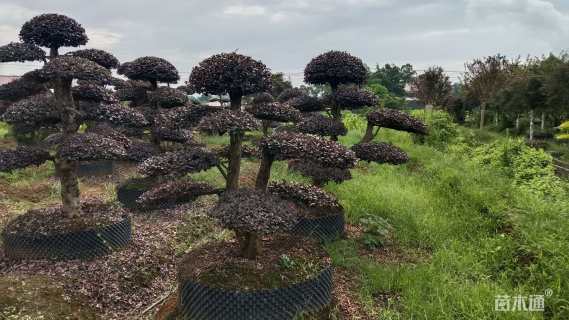 15公分造型红花继木桩