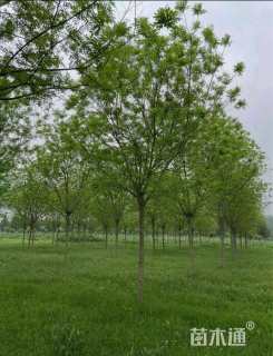 28公分国槐