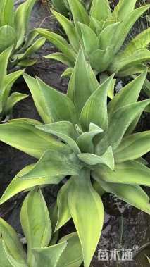 高度30厘米龙舌兰