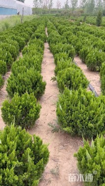 冠幅80厘米龙柏球