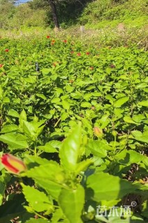 高度70厘米朱槿