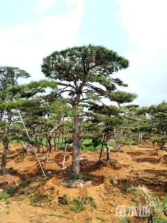 移栽苗造型油松